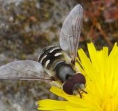 Späte Großstirnschwebfliege M.(Scaeva pyrasti)-L. Klasing