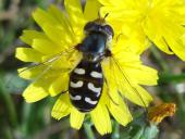 Späte Großstirnschwebfliege W. (Scaeva pyrasti)-L. Klasing