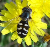 Späte Großstirnschwebfliege W. (Scaeva pyrasti)-L. Klasing