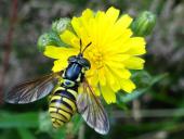 Gemeine Wespenschwebfliege (Chrysotoxum cautum)-L. Klasing