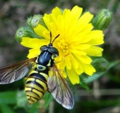 Gemeine Wespenschwebfliege (Chrysotoxum cautum)-L. Klasing