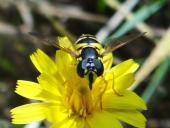 Gemeine Wespenschwebfliege (Chrysotoxum cautum)-L. Klasing