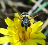 Gemeine Wespenschwebfliege (Chrysotoxum cautum)-L. Klasing