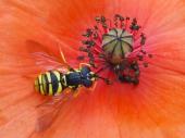 Gemeine Wespenschwebfliege (Chrysotoxum cautum)-L. Klasing