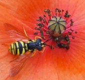 Gemeine Wespenschwebfliege (Chrysotoxum cautum)-L. Klasing