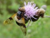 Gemeine Waldschwebfliege  W. (Volucella pellucens)-L. Klasing