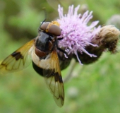 Gemeine Waldschwebfliege  W. (Volucella pellucens)-L. Klasing