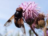 Gemeine Waldschwebfliege M. (Volucella pellucens)-L. Klasing