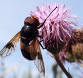 Gemeine Waldschwebfliege M. (Volucella pellucens)-L. Klasing