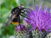Hummelschwebfliege W. (Volucella bombylans bombylans)-L. Klasing