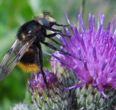 Hummelschwebfliege W. (Volucella bombylans bombylans)-L. Klasing