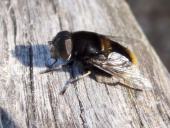 Hummel-Keilschwebfliege W. (Eristalis intricarius)-L. Klasing