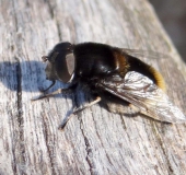 Hummel-Keilschwebfliege W. (Eristalis intricarius)-L. Klasing