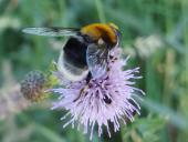 Hummel-Keilschwebfliege M. (Eristalis intricarius)-L. Klasing
