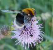 Hummel-Keilschwebfliege M. (Eristalis intricarius)-L. Klasing