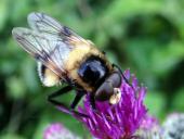Hummelschwebfliege (Volucella bombylans plumata)-L. Klasing