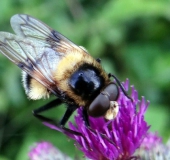 Hummelschwebfliege (Volucella bombylans plumata)-L. Klasing