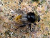 Narzissenschwebfliege (Merodon equestris Form bulborum)-L. Klasing