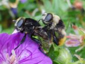 Paarung: Narzissenschwebfliege (Merodon equestris Form bulborum)-L. Klasing
