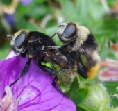 Paarung: Narzissenschwebfliege (Merodon equestris Form bulborum)-L. Klasing