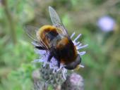 Hummel-Keilfleckschwebfliege M. (Eristalis intricaria)-L. Klasing