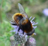 Hummel-Keilfleckschwebfliege M. (Eristalis intricaria)-L. Klasing