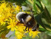 Hummel-Keilfleckschwebfliege W. (Eristalis intricaria)-L. Klasing