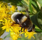 Hummel-Keilfleckschwebfliege W. (Eristalis intricaria)-L. Klasing