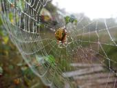 Marmorierte Kreuzspinne W. (Araneus marmoreus)-L. Klasing