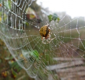 Marmorierte Kreuzspinne W. (Araneus marmoreus)-L. Klasing