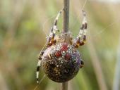 Marmorierte Kreuzspinne W. (Araneus marmoreus)-L. Klasing