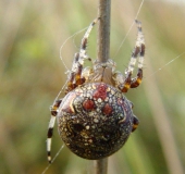 Marmorierte Kreuzspinne W. (Araneus marmoreus)-L. Klasing