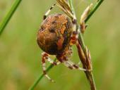 Marmorierte Kreuzspinne W. (Araneus marmoreus)-L. Klasing