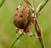 Marmorierte Kreuzspinne W. (Araneus marmoreus)-L. Klasing