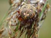 Marmorierte Kreuzspinne W. (Araneus marmoreus)-L. Klasing