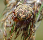 Marmorierte Kreuzspinne W. (Araneus marmoreus)-L. Klasing