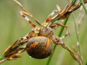 Marmorierte Kreuzspinne W. (Araneus marmoreus)-L. Klasing