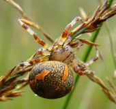 Marmorierte Kreuzspinne W. (Araneus marmoreus)-L. Klasing