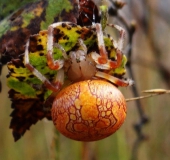 Marmorierte Kreuzspinne W. (Araneus marmoreus)-L. Klasing