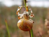 Marmorierte Kreuzspinne W. (Araneus marmoreus)-L. Klasing