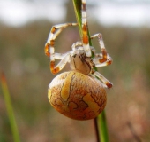 Marmorierte Kreuzspinne W. (Araneus marmoreus)-L. Klasing