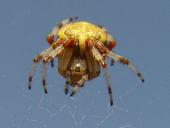 Marmorierte Kreuzspinne W. (Araneus marmoreus)-L. Klasing