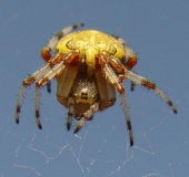 Marmorierte Kreuzspinne W. (Araneus marmoreus)-L. Klasing