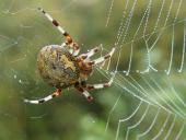Marmorierte Kreuzspinne W. (Araneus marmoreus)-L. Klasing