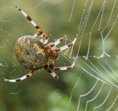 Marmorierte Kreuzspinne W. (Araneus marmoreus)-L. Klasing