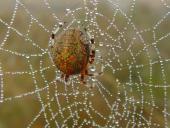 Marmorierte Kreuzspinne W. (Araneus marmoreus)-L. Klasing