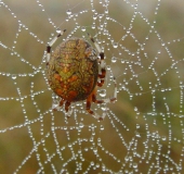 Marmorierte Kreuzspinne W. (Araneus marmoreus)-L. Klasing