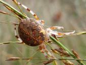 Marmorierte Kreuzspinne W. (Araneus marmoreus)-L. Klasing
