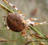 Marmorierte Kreuzspinne W. (Araneus marmoreus)-L. Klasing