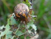 Marmorierte Kreuzspinne W. (Araneus marmoreus)-L. Klasing